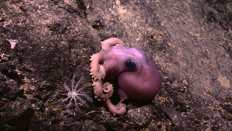 Some of the stunning imagery collected by the Little Hercules ROV during its dives from July 2010.