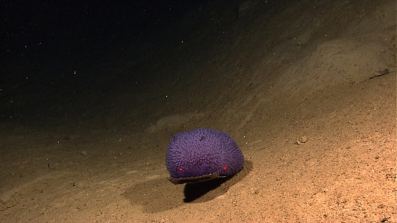 Some of the stunning imagery collected by the Little Hercules ROV during its dives from July 2010.