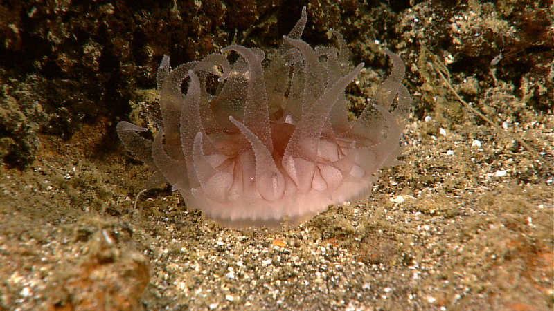 A close look at a rare representant of the phylum cnidaria. Image captured by the Little Hercules ROV at 807 meters depth on 'Site K', explored July 13, 2010 during the INDEX SATAL 2010 Expedition.