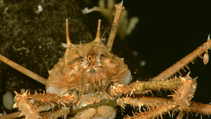 The exoskeleton of this majid crab living 516 meters deep provides substrate to many species of hydroids and barnacles. Image captured by the Little Hercules ROV at a site referred to as 'Nuang Traverse' on July 3, 2010 during the INDEX SATAL 2010 Expedition.