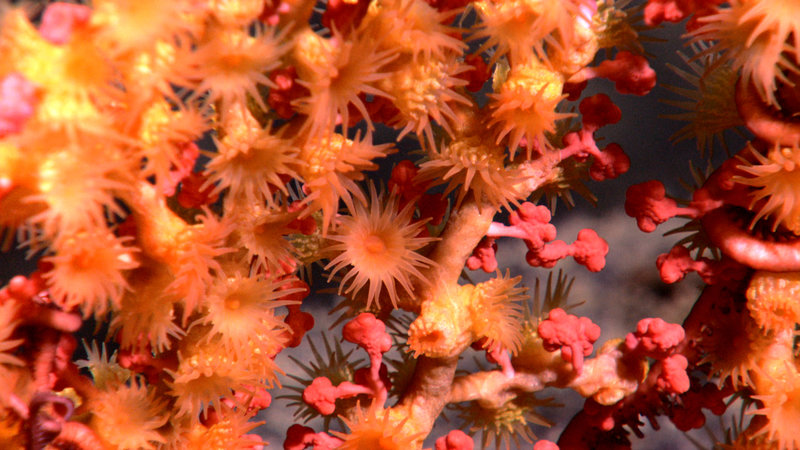 Close-up view of a bubblegum coral being colonized by a parasitic zoanthid at 1588 meters depth. Image captured by the Little Hercules ROV at a site referred to as 'K1' on July 8, 2010 during the INDEX SATAL 2010 Expedition.