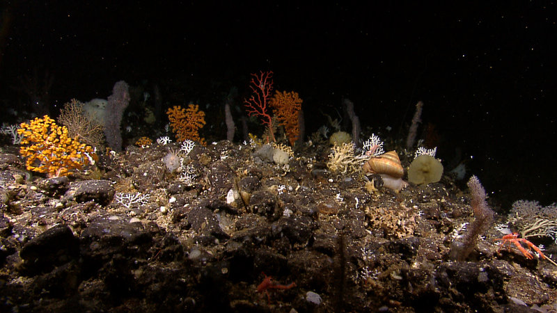 An overview of the extraordinary biodiversity found at seamount K, even at small scales. Image captured by the Little Hercules ROV at 418 meters depth on 'Site K', explored July 11, 2010 during the INDEX SATAL 2010 Expedition.