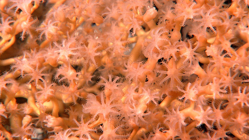 A detailed view of the pinnate polyps of a gorgonian coral. Image captured by the Little Hercules ROV at 445 meters depth on 'Site J', explored July 12, 2010 during the INDEX SATAL 2010 Expedition.