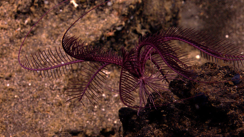 A purple Sea Lily filters the current for food. Image captured by the Little Hercules ROV at 714 meters depth on 'Site T', explored July 24, 2010 during the INDEX SATAL 2010 Expedition.