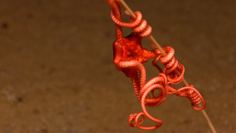 A lone brittlestar wraps itself around the stalk of a golden coral. Image captured by the Little Hercules ROV at 1789 meters depth on 'Site G', explored July 25, 2010 during the INDEX SATAL 2010 Expedition.
