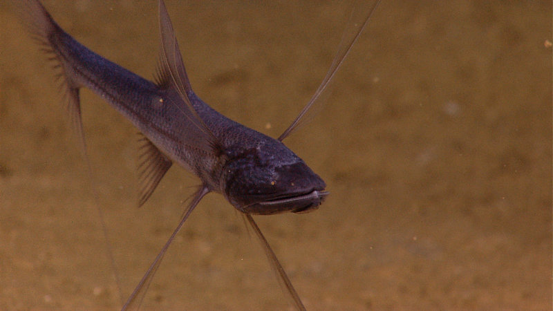 A tripod fish positions itself facing into the current, perhaps waiting for its next meal. Image captured by the Little Hercules ROV at 2100 meters depth on 'Site G', explored July 26, 2010 during the INDEX SATAL 2010 Expedition.
