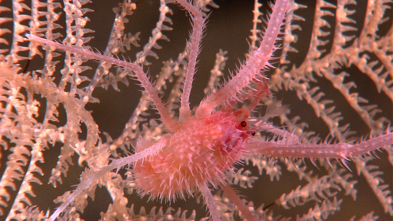 A spiny squat lobster clings to the branches of a black coral. Image captured by the Little Hercules ROV at 2068 meters depth on 'Site G', explored July 26, 2010 during the INDEX SATAL 2010 Expedition.