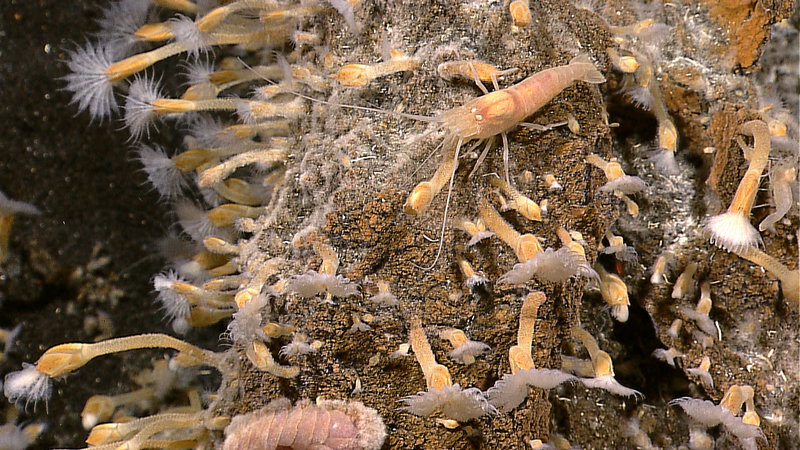 Close-up imagery showing a type of goose-neck barnacle, shrimp and a scaleworm on Kawio Barat submarine volcano.