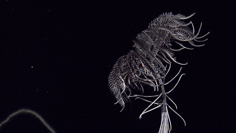 A sea lily (crinoid) pointed in the direction of the current. The arms of a sea lily are designed to capture food particles drifting by in the current. Image captured by the Little Hercules ROV at 1876 meters depth on Kawio Barat submarine volcano on August 2, 2010.