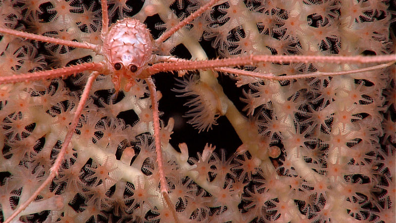 A crab with outstretched arms about 8 inches across, which are only observed living on soft coral. Image captured August 5, 2010 by the Little Hercules ROV at 704 meters depth on a new seamount mapped by Baruna Jaya IV during the INDEX SATAL 2010 Expedition.