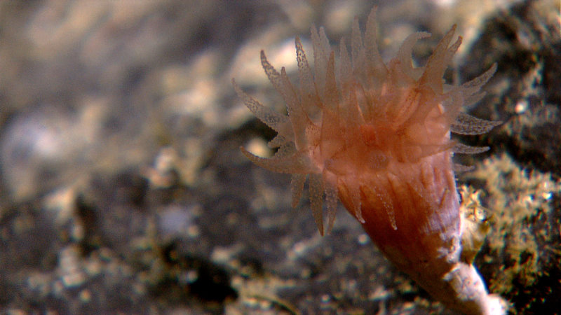 A small cup coral about 2cm in height with its tentacles extended. Image captured by the Little Hercules ROV at 890 meters depth on a site referred to as 'Eastern Pujada Ridge' on July 30, 2010.