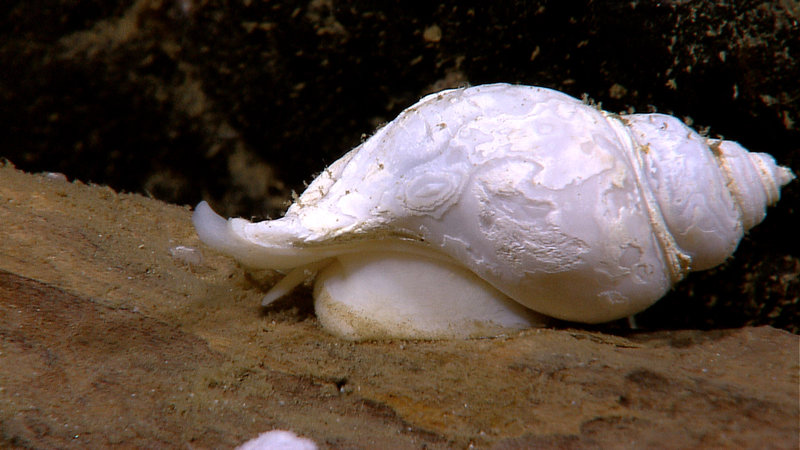 About an 8cm long gastropod snail crawling on a wood fall (log) at 1525 depth. Image captured by the Little Hercules ROV at a site referred to as 'Baruna Jaya IV - Site 1' on August 1, 2010.