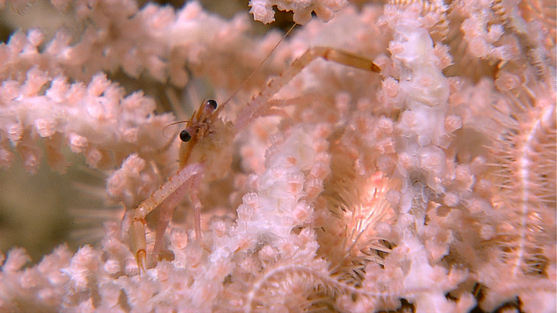 A crab with outstretched arms about 8 inches across, which are only observed living on soft coral. Image captured August 5, 2010 by the Little Hercules ROV at 704 meters depth on a new seamount mapped by Baruna Jaya IV during the INDEX SATAL 2010 Expedition.