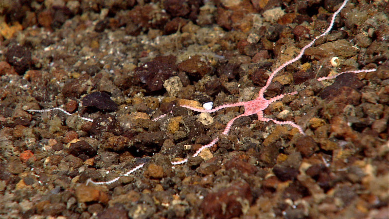 A tiny pink brittlestar with a central disk of about .5 inch. Image captured August 5, 2010 by the Little Hercules ROV at 725 meters depth on a new seamount mapped by Baruna Jaya IV during the INDEX SATAL 2010 Expedition.