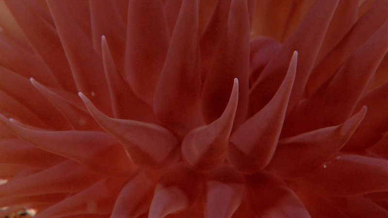 A close-up view of a purple anemone. Image captured by the Little Hercules ROV at 1120 meters depth on a site referred to as 'Landak' on July 28, 2010.