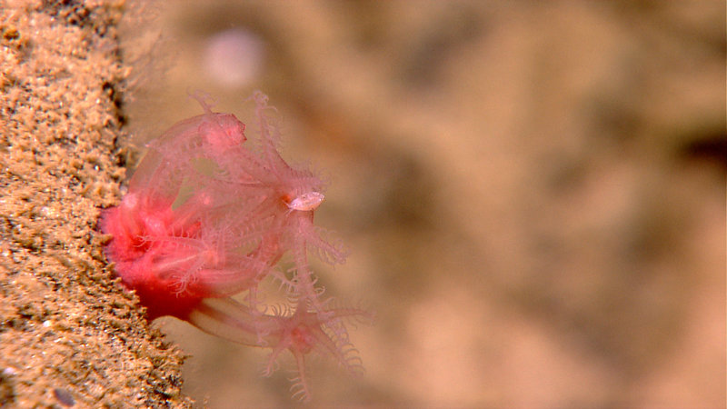 The soft coral, Anthomastus, was found on a variety of seamounts in the North Sulawesi sea. Image captured by the Little Hercules ROV at 1296 meters depth on a site referred to as 'Landak' on July 28, 2010.