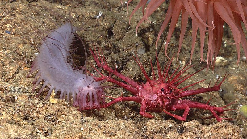 Lothodid-type spiked crab with spiked holothurian and carnivorous anemone. Image captured August 5, 2010 by the Little Hercules ROV at 751 meters depth on a new seamount mapped by Baruna Jaya IV during the INDEX SATAL 2010 Expedition.
