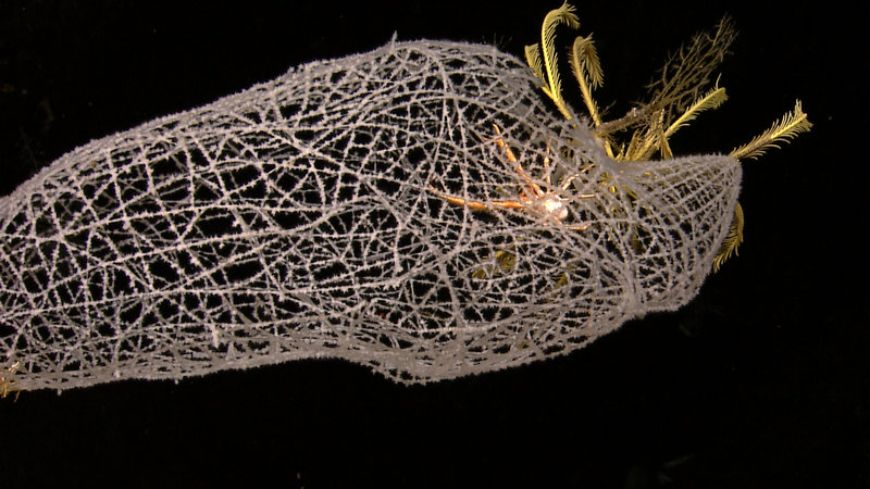 A galatheid crab dwelling inside a glass sponge, with fauna living on the outside of the sponge. Image captured August 3, 2010 by the Little Hercules ROV at 833 meters depth on a new seamount mapped by Baruna Jaya IV during the INDEX SATAL 2010 Expedition.