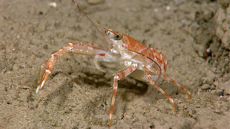 A squat lobster observed in increased abundance in the vicinity of deep coral communities. Image captured by the Little Hercules ROV at 250 meters depth on a site referred to as 'Zona Senja' on August 2, 2010.
