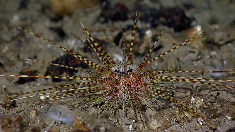A stunning example of a striped sea urchin living in the twilight zone. Image captured by the Little Hercules ROV at 279 meters depth on a site referred to as 'Zona Senja' on August 2, 2010.