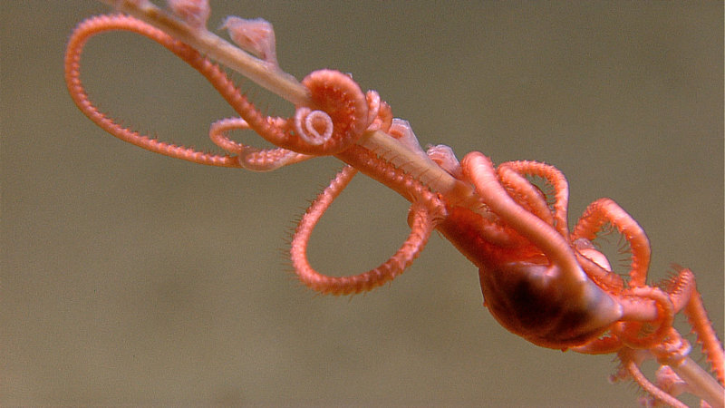 A rarely seen pink brittlestar on an octocoral (soft coral). Image captured by the Little Hercules ROV at 1517 meters depth on a site referred to as 'Baruna Jaya IV - Site 1' on August 1, 2010.