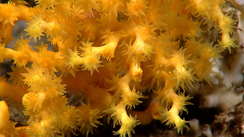 A rarely observed yellow scleractinean coral, with a distinct morphology from other hard corals observed. Image captured by the Little Hercules ROV at 272 meters depth on a site referred to as 'Zona Senja' on August 2, 2010.