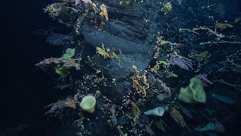 A diversity of deep-sea corals and sponges seen during the Ala ʻAumoana Kai Uli expedition into the Papahānaumokuākea Marine National Monument aboard Exploration Vessel Nautilus.