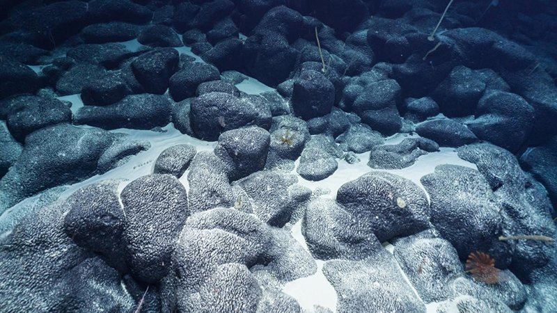 Rounded cobbles with an iron and manganese coating, potentially representing an ancient beach where rocks were rounded by wave action. Seen during the Exploring Deep Sea Habitats Near Kingman Reef & Palmyra Atoll expedition aboard Exploration Vessel Nautilus.
