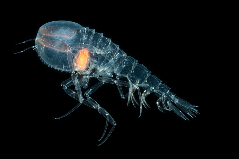 Image of a hyperiid (small crustacean) in the genus Cystisoma. These animals are found in both the epipelagic and mesopelagic regions of the ocean and have an 'anti-reflective' coating. This one was collected during the 2010 ECO-MAR expedition in the Charlie-Gibbs Fracture Zone region.