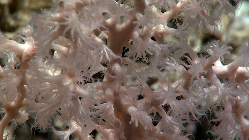 A close look at the polyps of a coral in the family Anthothelidae seen at 740 meters (2,428 feet) depth while exploring within the OSPAR Mid-Atlantic Ridge North of the Azores marine protected area during Dive 01 of the second Voyage to the Ridge 2022 expedition.