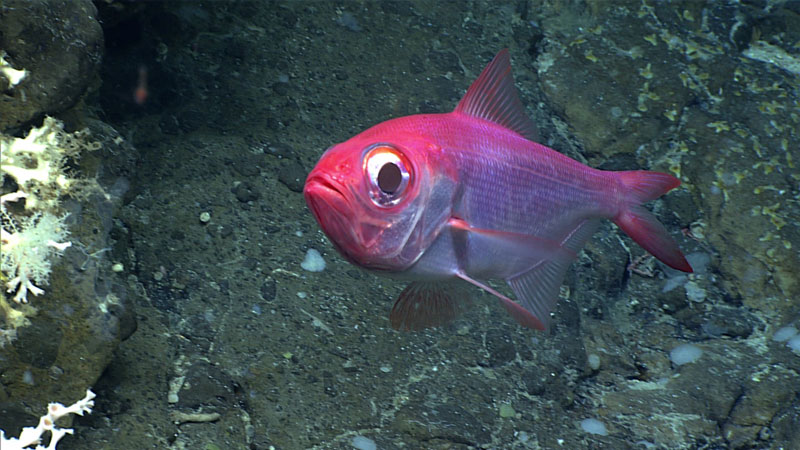 Hello! This alfonsino (Beryx sp.) came in for a close look at remotely operated vehicle Deep Discoverer during Dive 01 of the second Voyage to the Ridge 2022 expedition. Alfonsinos have brilliant scarlet red bodies, with silver-tinged sides as well as rather large eyes. They are commercially important fish in the eastern Atlantic.