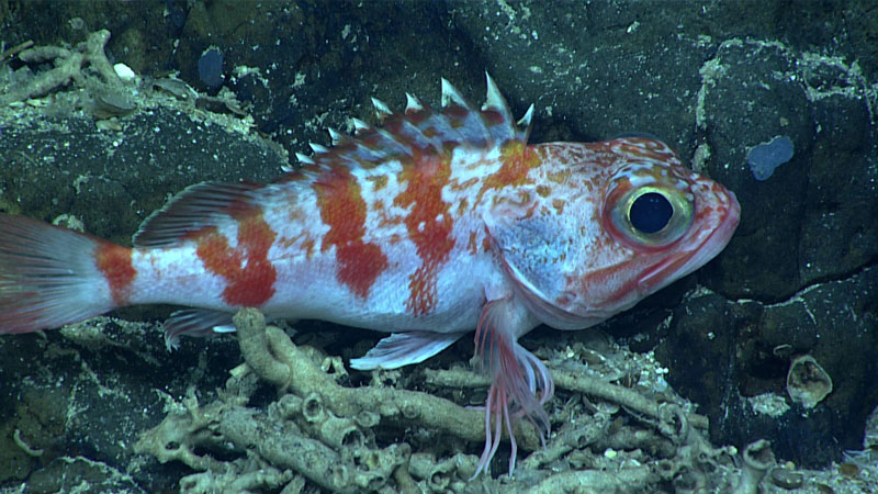 Blackbelly rosefish (Helicolenus dactylopterus), like this one seen at a depth of 712 meters (2,336 feet) during Dive 01 of the second Voyage to the Ridge 2022 expedition, are often associated with rock or coral habitat. They are sit-and-wait stealth predators. In the dim blue light where they live (without the bright lights of our remotely operated vehicle), the red bars and spots look gray, helping camouflage this fish against the background.