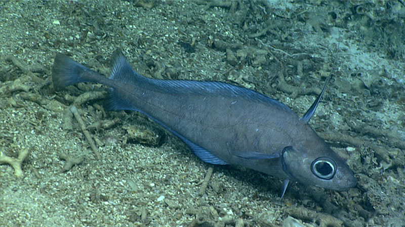 This was one of several North Atlantic codling (Lepidion sp.) seen during the first dive of the second Voyage to the Ridge 2022 expedition. The function of its characteristic very tall, slender, and upright first dorsal fin is unknown. These fish belong to the order Gadiformes, which includes, cods, hakes, rattails, and their allies.