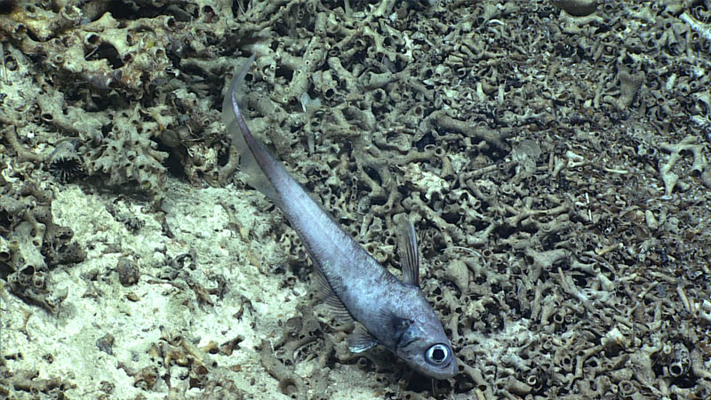 We encountered this Marlin-spike grenadier (Nezumia bairdii) swimming over dead coral rubble at a depth of 814 meters (2,671 feet) during the first dive of the Voyage to the Ridge 2022 second expedition. These deepwater fish have been documented in Atlantic waters from Newfoundland to the northern end of the Straits of Florida. They scull along slowly, nose down (like the one pictured here), searching for small mobile prey.