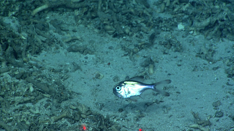 This silvery fish (Hoplostethus sp.), seen during Dive 01 of the second Voyage to the Ridge 2022 expedition at a depth of 786 meters (2,579 feet), is a member of the family Trachichthyidae, which includes slimeheads and roughies. This one measured about 10 centimeters (4 inches) in length.
