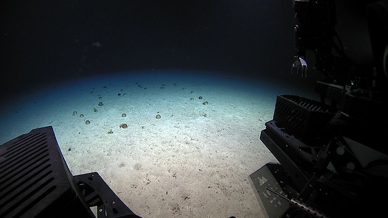 A view of a sea urchin group seen during Dive 08 of the third Voyage to the Ridge 2022 expedition.