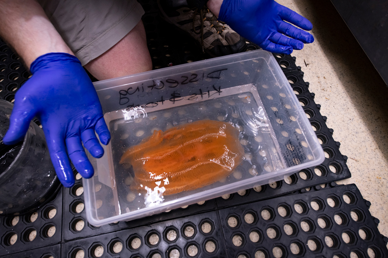 We collected this ctenophore in the genus Aulacoctena at a depth of 900 meters (2,953 feet) during Dive 03 of the second Voyage to the Ridge 2022 expedition. Once back on the ship, scientists processed the sample, preserving it for later analysis. In this image, you can see how large the ctenophore actually is!