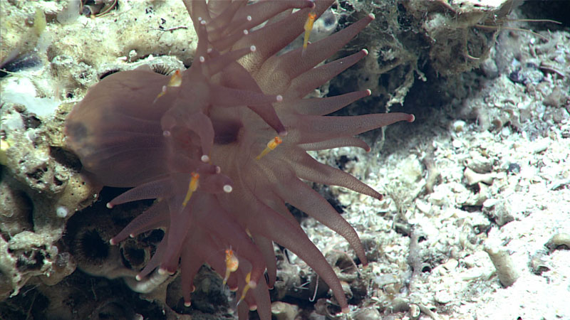 Observed at a depth of 813 meters (2,667 feet) during Dive 01 of the second Voyage to the Ridge 2022 expedition, this anemone was covered with tiny orange “opossum shrimp” in the order Mysida.