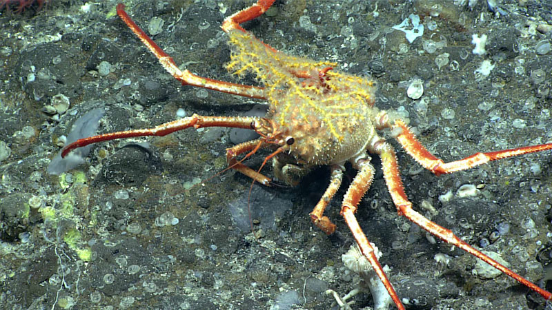 Carrier crabs like this one seen during the first dive of the second Voyage to the Ridge 2022 expedition at a depth of 574 meters (1,883 feet), belong to the family Homolidae. They have a specially modified fifth pair of legs that allow them to carry objects on their backs. This particular crab was carrying a piece of coral. It is thought that this behavior may be a defense mechanism, to ward off predators.