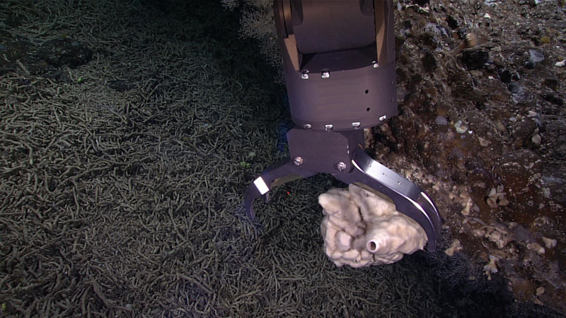 During Dive 01 of the second Voyage to the Ridge 2022 expedition, we collected a limited number of biological samples for later analysis. Here, the manipulator arm of remotely operated vehicle Deep Discoverer reaches to collect a piece of an interesting demosponge in the genus Haliclona at a depth of 583 meters (1,913 meters). While this sponge has been observed elsewhere in the region, scientists had not previously been able to collect a sample of the sponge to verify its identity.