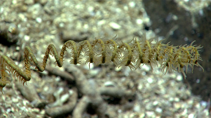 During Dive 01 of the second Voyage to the Ridge 2022 expedition, while moving towards the summit of an unnamed seamount, we passed over slopes with many black corals, observing at least five different species, with the tightly coiled Stichopathes gravieri, shown here, being particularly abundant.