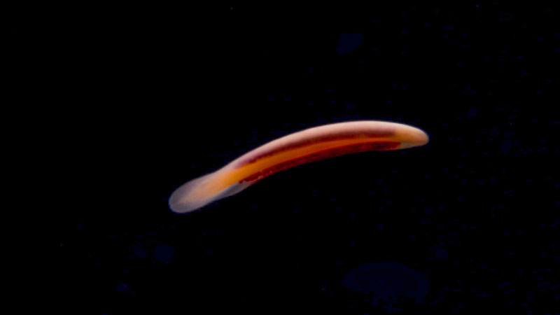 This pelagic nemertean “cow-tongue” ribbon worm was seen during the first transect of Dive 03 of the second Voyage to the Ridge 2022 expedition, at a depth of 1,818 meters (5,965 feet).