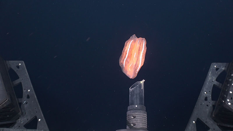 The suction sampler of remotely operated vehicle (ROV) Deep Discoverer reaches to collect a ctenophore in the genus Aulacoctena at a depth of 900 meters (2,953 feet) during Dive 03 of the second Voyage to the Ridge 2022 expedition. The suction sampler is an underwater vacuum for collecting biological samples that are too small, too delicate, or too quick to pick up using the jaws of the ROV’s hydraulic manipulator.