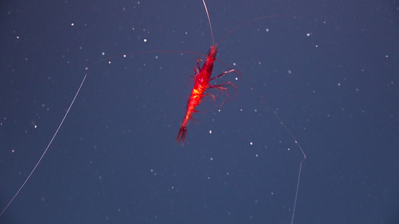A bright red sergestid shrimp seen at 1,200 meters (3,937 feet) depth during the third dive of the second Voyage to the Ridge 2022 expedition.