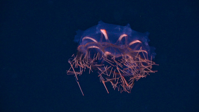 This beautiful “spiny jelly” (Halicreas minimum) was observed during exploration of the water column at a depth of 1,200 meters (3,937 feet) during Dive 03 of the second Voyage to the Ridge 2022 expedition.