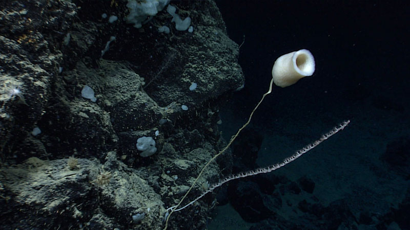 A beautiful stalked glass sponge seen at 2,606 meters (1.62 miles) depth during Dive 04 of the second Voyage to the Ridge 2022 expedition. The long stalk serves to extend the cup of the sponge into the water column for feeding.