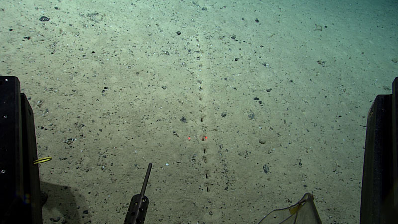 These sublinear sets of holes in the sediment were seen during Dive 04 of the second Voyage to the Ridge 2022 expedition. Note the two red dots on the seafloor; these laser points are 10 centimeters (4 inches) apart and give a sense of scale of the size and spacing of the holes.