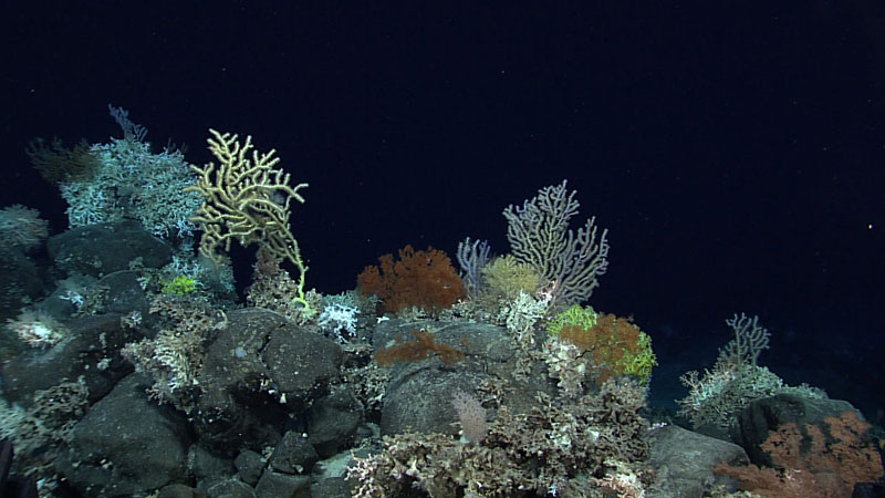 A variety of corals cover the surface of a rocky outcrop. This was a typical view during Dive 05 of the second Voyage to the Ridge 2022 expedition, with overall diversity and density of both corals and sponges being high for much of the dive.