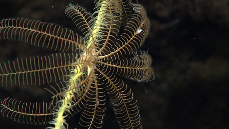 A crinoid seen growing on a branch of black coral during Dive 05 of the second Voyage to the Ridge 2022 expedition at a depth of 1,010 meters (3,313 feet).