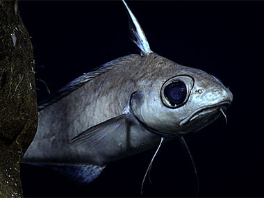This grenadier, seen at 1,010 meters (3,313 feet) depth during the fifth dive of the second Voyage to the Ridge 2022 expedition, seemed a little skeptical about remotely operated vehicle Deep Discoverer. Grenadiers, also known as rattails, belong to the Family Macrouridae, which is the most diverse family within the order Gadiformes, with almost 400 recognized species. They have a worldwide distribution and are found at great depths, from the Arctic to the Antarctic. Members of this family are among the most abundant deep-sea fishes.